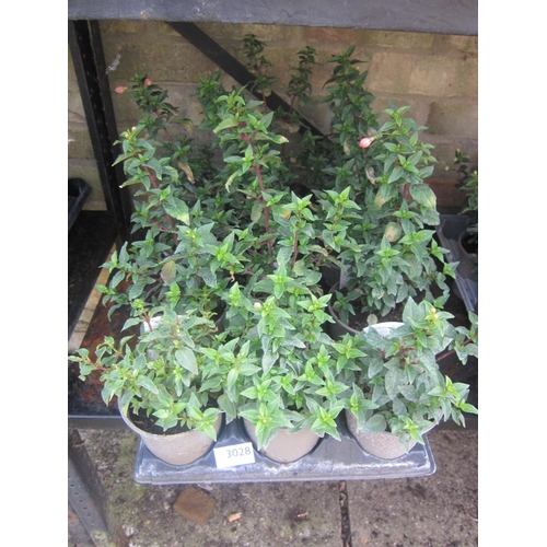 Lot 3028      