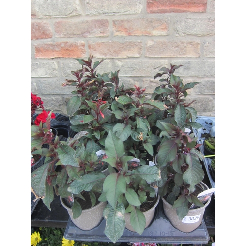 Lot 3029      