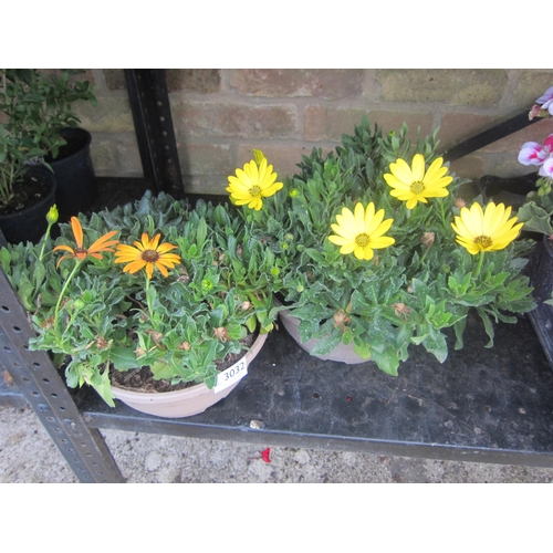Lot 3032      