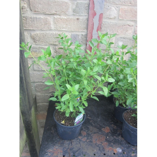 Lot 3035      