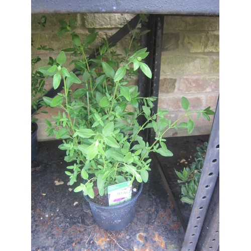 Lot 3036      