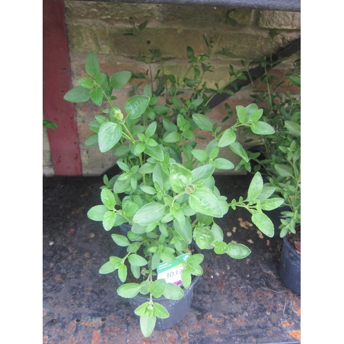 Lot 3037      