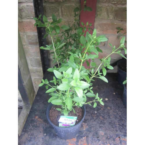 Lot 3038      