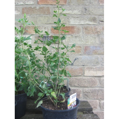 Lot 3039      
