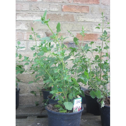 Lot 3040      