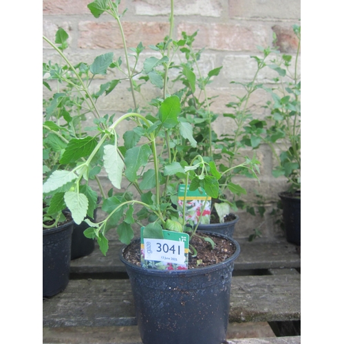 Lot 3041      