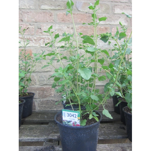 Lot 3042      