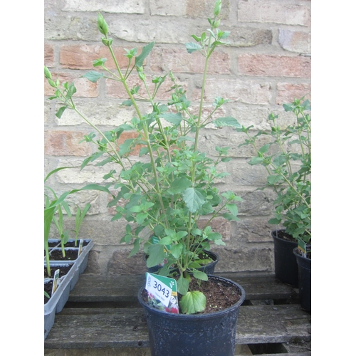 Lot 3043      