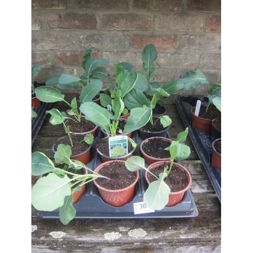 Lot 3049      
