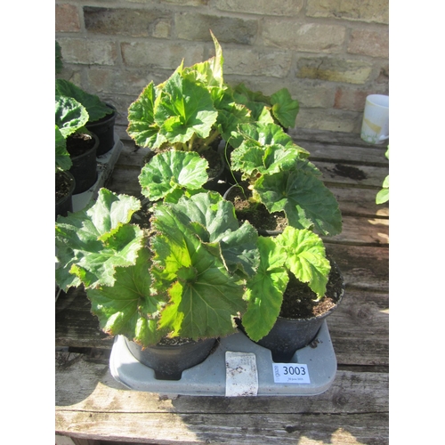 Lot 3003      