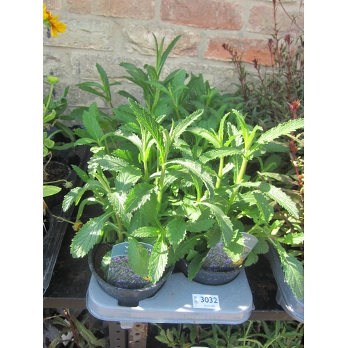 Lot 3032      