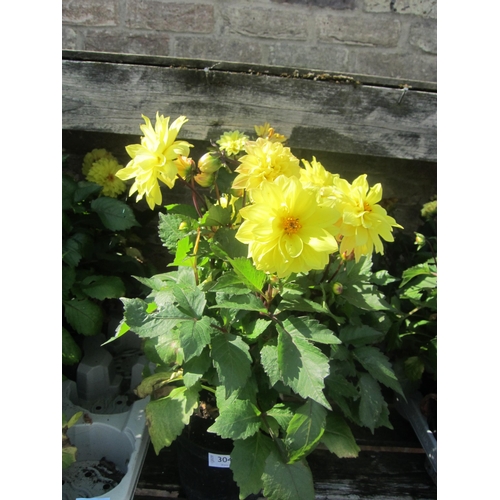 Lot 3042      