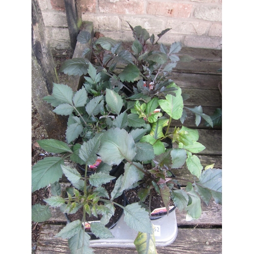 Lot 3052      