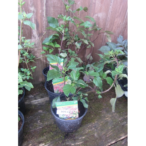 Lot 3054      