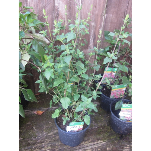 Lot 3055      
