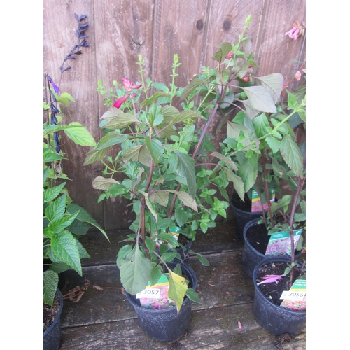 Lot 3057      