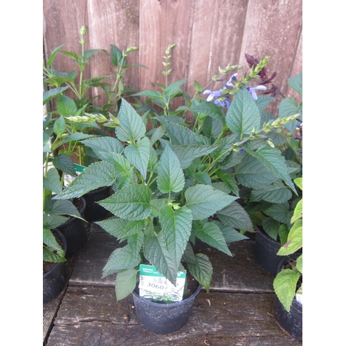 Lot 3060      
