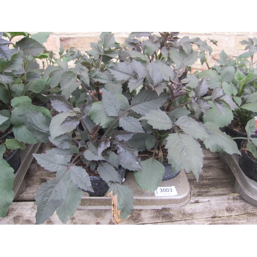 Lot 3003      