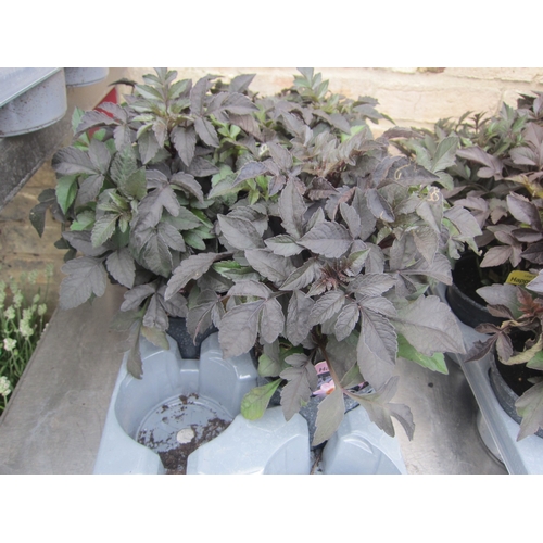 Lot 3009      