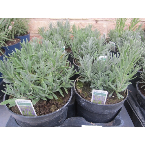 Lot 3012      
