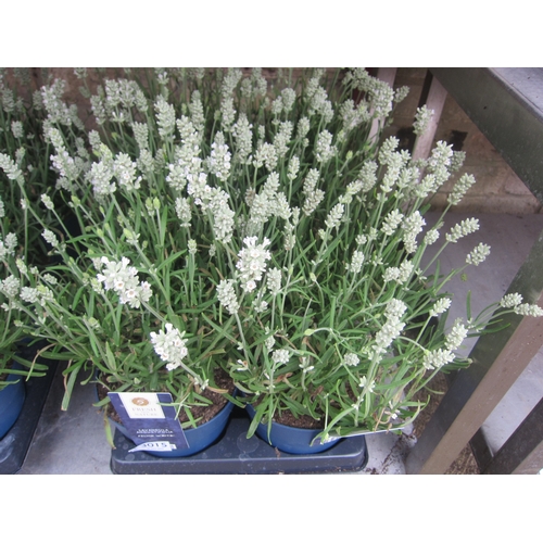 Lot 3015      