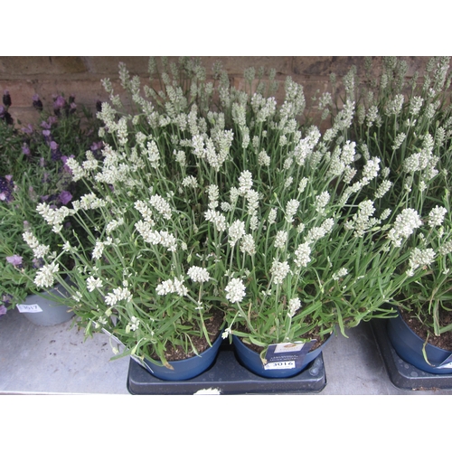 Lot 3016      