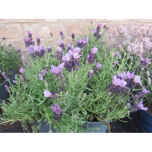 Lot 3018      