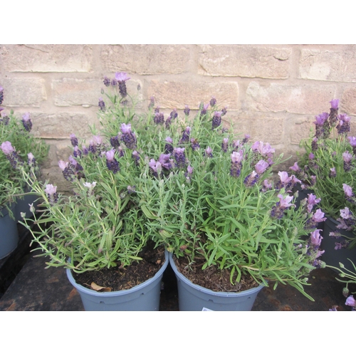 Lot 3019      