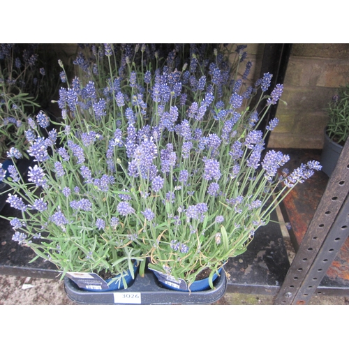 Lot 3026      