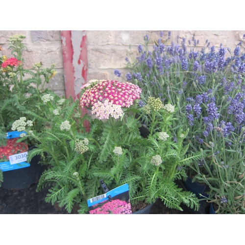 Lot 3029      