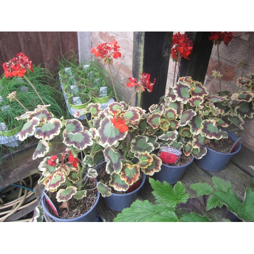 Lot 3041      
