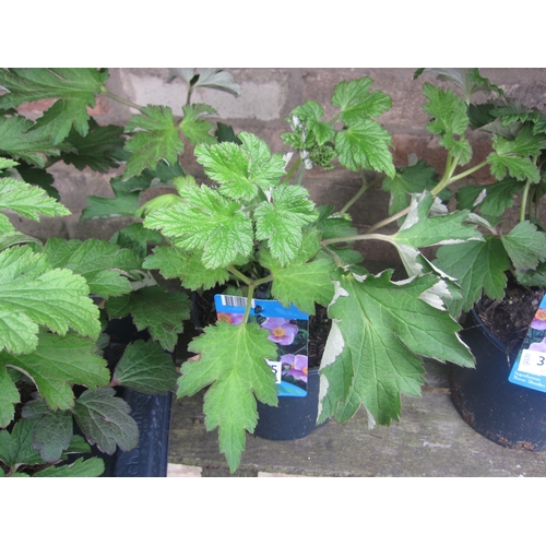 Lot 3045      
