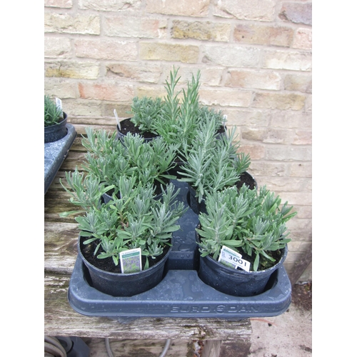 Lot 3001      
