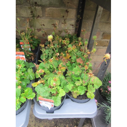 Lot 3019      