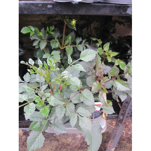 Lot 3024      