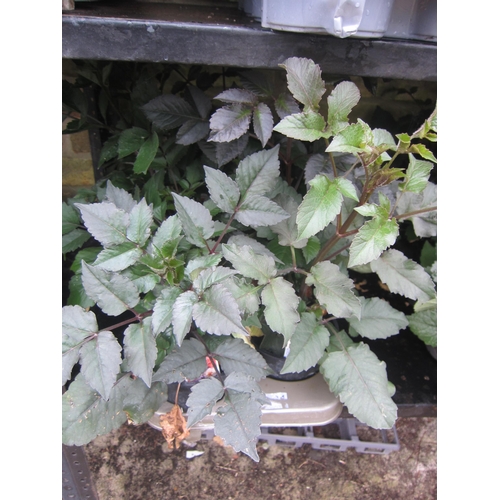 Lot 3025      