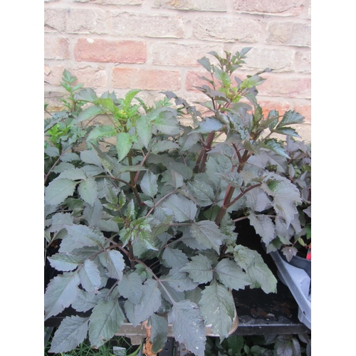 Lot 3026      