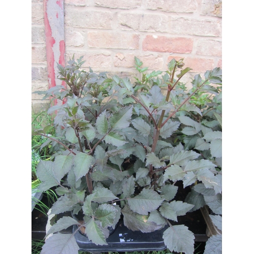 Lot 3027      