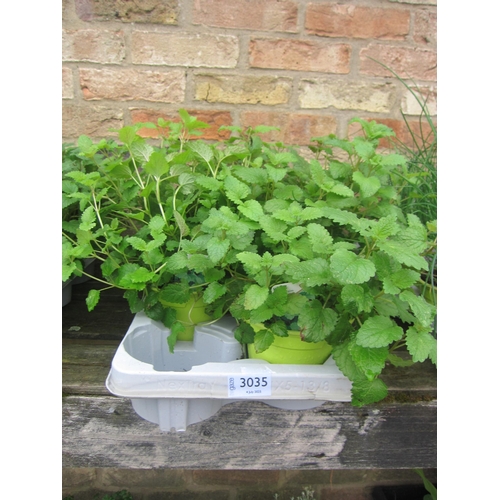 Lot 3035      