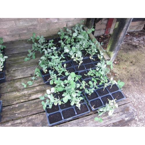 Lot 3042      