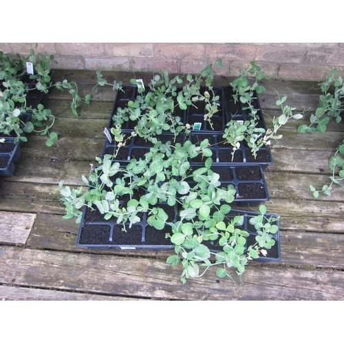 Lot 3043      
