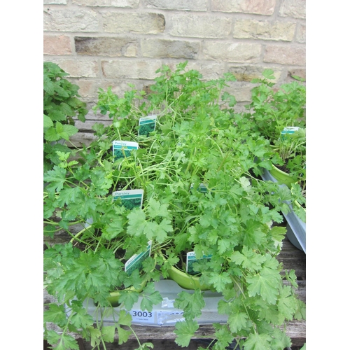 Lot 3003      