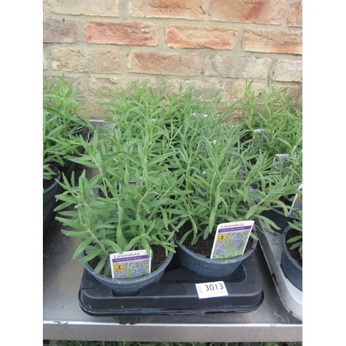 Lot 3013      