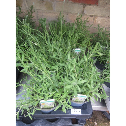 Lot 3017      