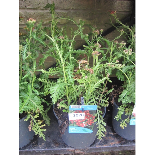 Lot 3028      
