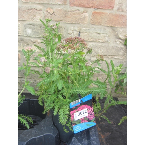 Lot 3032      