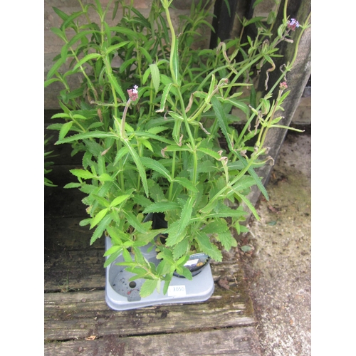 Lot 3050      
