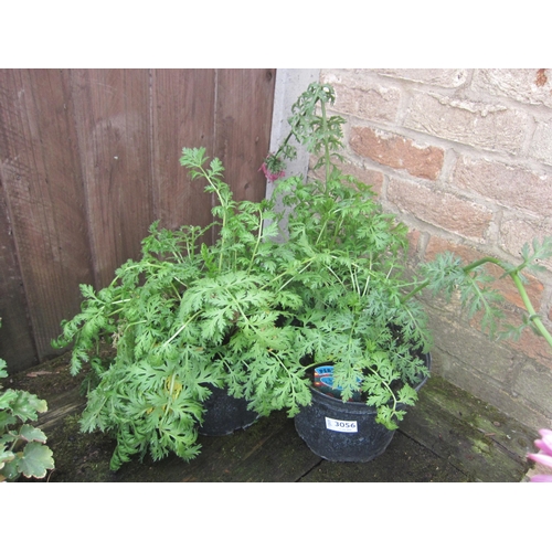 Lot 3056      