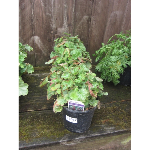 Lot 3057      