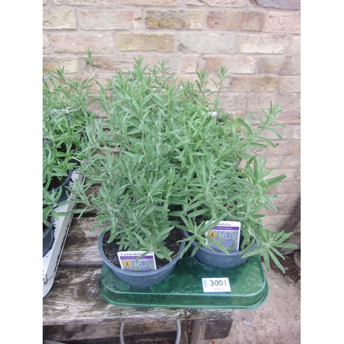 Lot 3001      